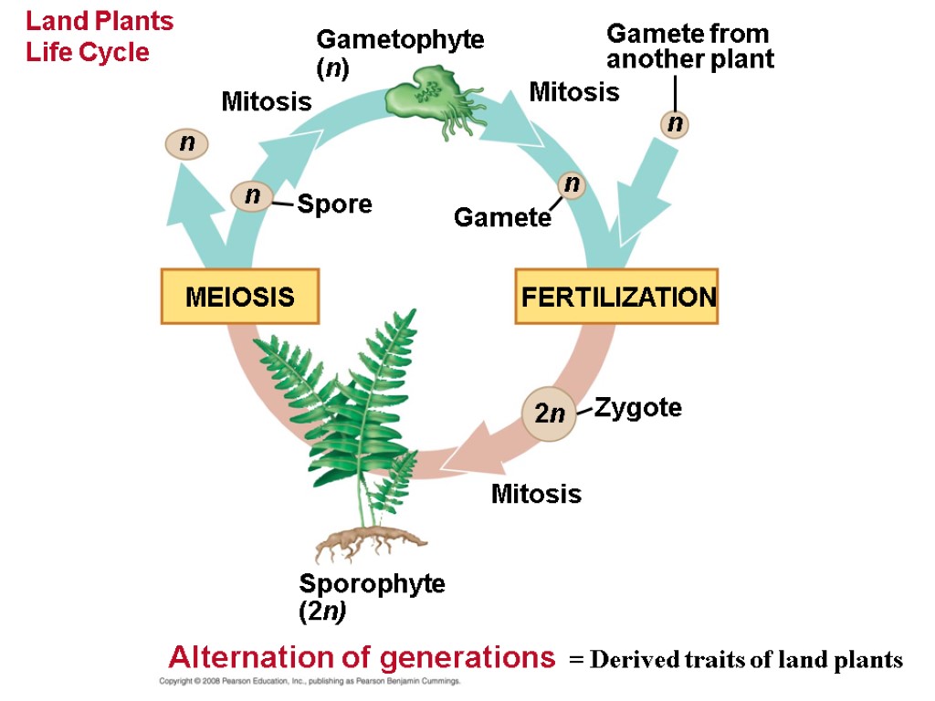 Land Plants Life Cycle Gametophyte (n) Gamete from another plant n n Mitosis Gamete